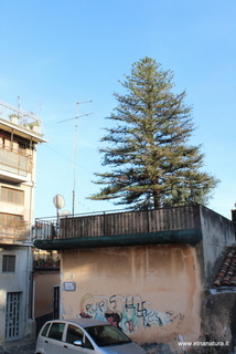Araucaria santa Barbara